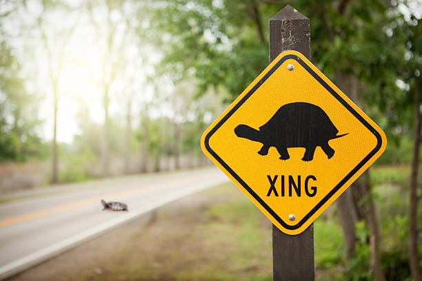 Turtle Crossing cover image